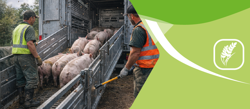 Corso di Formazione sul Benessere Animale per Trasportatori Degli Ungulati